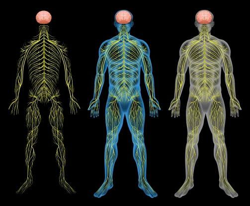 Comment le CBD agit-il sur le système nerveux ?